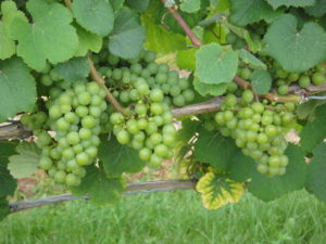 Green VQA Chardonnay Grapes
