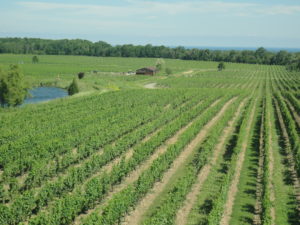 Beautiful Niagara Vineyard aerial shot