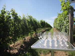 Wine Tasting in the vineyard